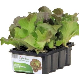 PIANTINE DI LATTUGA CANASTA OR ROSPLUS conf. 12