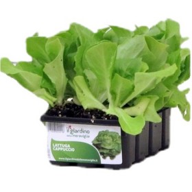 RĂSADURI DE SALATĂ HOTĂ DACIA conf. 12 RĂSADURI DE SALATĂ HOTĂ DACIA conf. 12