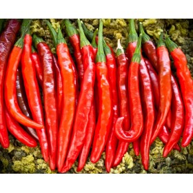 RĂSADURI DE ARDEI IUTE CAYENNE 12 GĂURI RĂSADURI DE ARDEI IUTE CAYENNE 12 GĂURI