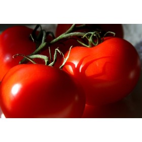 SMOOTH ROTUND TOMATO EMPIRE PLANT DETERMINAT TAVA DE 12 RĂSADURI SMOOTH ROTUND TOMATO EMPIRE PLANT DETERMINAT TAVA DE 12 RĂSADURI