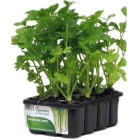 RĂSADURI DE ȚELINĂ DE LA COSTE conf. 12 GĂURI RĂSADURI DE ȚELINĂ DE LA COSTE conf. 12 GĂURI