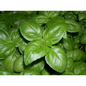 BASILICO GENOVESE  EMY 12 FORY BASILICO GENOVESE EMY 12 FORY