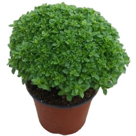 BASILICO GRECO A PALLA IN VASO DA CM.16 BASILICO GRECO A PALLA IN VASO DA CM.16