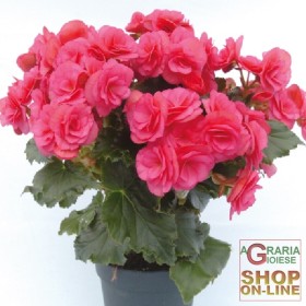 BEGONIA ELIATOR VASO DIAM. 14 BEGONIA ELIATOR VASO DIAM. 14