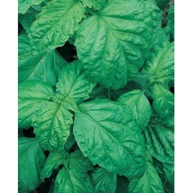 SEMINȚE DE BUSUIOC SALATĂ VERDE DE LA GR.500