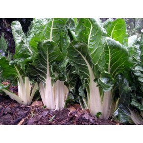 SEMINȚE DE CHARD VERDE CU COASTA ALBĂ TIP 3 DIN GR. 500
