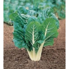 SEMINȚE DE COASTA DE ARGINT VERDE CHARD DE LA GR. 500