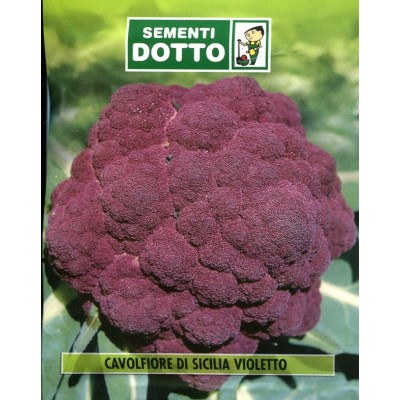 SEMINȚE DE CAVOVIOLET LFIORE DI SICILIA