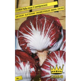 SEMINTE DE CICOARE RED BALL 5 SEMIPRECOCE
