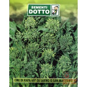 SEMI DI CIME DI RAPA 60 GG. DI SARNO O SAN MARZANO