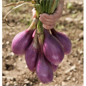 SEMINȚE DE CEAPĂ TROPEA GR LUNG ROȘU ORIGINAL. 500