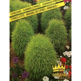 SEMI DI CIPRESSINO ANNUALE