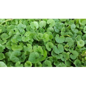 SEMI DI DICHONDRA REPENS PER PRATO TAPPETO ERBOSO NANO SENZA