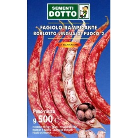 SEMI DI FAGIOLO BORLOTTO RAMPICANTE LINGUA DI FUOCO KG. 1