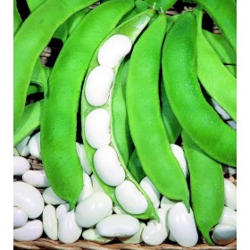 SEMINȚE DE FAGIOLO RAMPICANTE BIANCO DI SPAGNA GR. 500