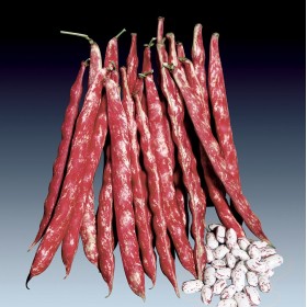 SEMINTE DE FAGIOLO RAMPICANTE OLTER BINGO SELECTAT CONF. 550 de