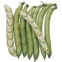 SEMI DI FAVA DA ORTO PER SEME IMPERIAL GREEN LONGPOD GR. 500