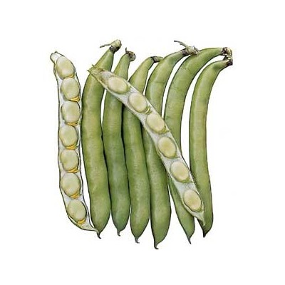 SEMI DI FAVA GR. 500 PRECOCISSIMA GRANO BIANCO SEMI