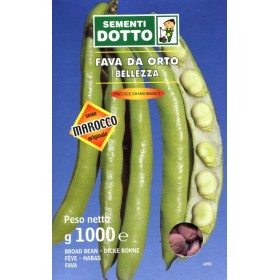 SEMINȚELE FAVA SEMINȚELE CONSERVATE DE GRÂU ALB FOARTE TIMPURII