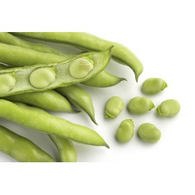 SEMINȚELE FAVA SEMINȚE FOARTE TIMPURII ÎN SACI KG. 5