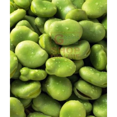 SEMI DI FAVA SUPERAGUADULCE BACCELLO LUNGO SACCO DA KG. 25