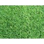 SEMI DI GRAMIGNONE PER PRATO CARPET GRASS KG. 1