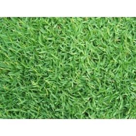 SEMI DI GRAMIGNONE PER PRATO CARPET GRASS KG. 1