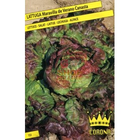 SEMINTE DE SALATA MARAVIVERANO CANASTA GLIA