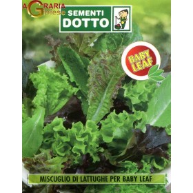 SEMI DI MUSCUGLIO LATTUGHE PER BABY LEAF