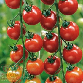SEMI DI POMODORO CILIEGINO ALTO INDETERMINATO
