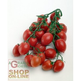 SEMI DI POMODORO PRINCIPE BORGHESE DA APPENDERE