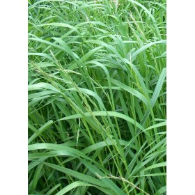 SEMINȚE DE PRATO LOIETTO PERENE KG.5