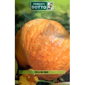SEMI DI ZUCCA BIG MAX QUINTALE BUSTE
