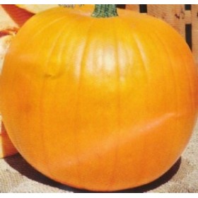 SEMINȚE DE DOVLEAC SEMINȚE CHINTALE DE LA GR. 500