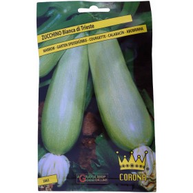 SEMINȚE DE DOVLECEI ALBI DIN TRIESTE