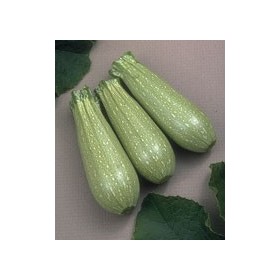 SEMINȚE DE DOVLECEI CLARITA F1 LB. 1 GR. 454