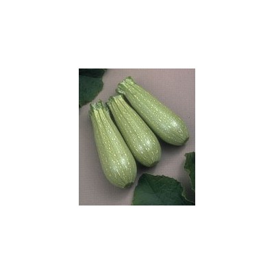 SEMI DI ZUCCHINO CLARITA F1 LB. 1 GR. 454