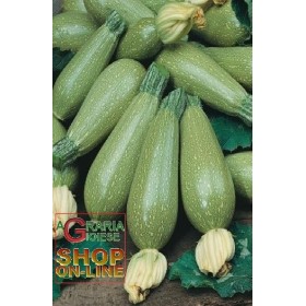 SEMINTE DE DOVLECEI MADUVA KOLIBRI HIBRID F1 SPECIALITATE BISON