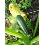 SEMI DI ZUCCHINO NANO VERDE DI MILANO