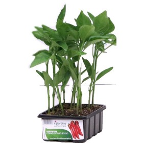 RĂSADURI DE ULEI CORN TORO TAVA DE  DE 80 DE PLANTE RĂSADURI DE ULEI CORN TORO TAVA DE DE 80 DE PLANTE