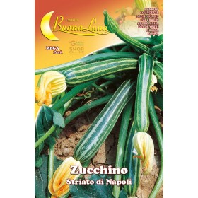 SEMINȚE DE DOVLECEI STRIAȚI DIN NAPOLI