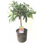 Kumquat chineză mandarină de plante într-o oală cm. 20 cm