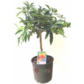 Kumquat chineză mandarină de plante într-o oală cm. 20 cm înălțime. 70 Kumquat chineză mandarină de plante într-o oală cm. 20 cm