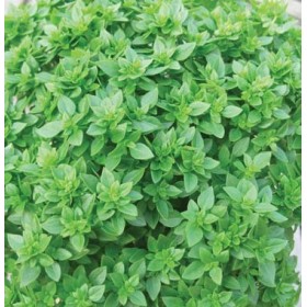 DOTTO BUSTE SEMI DI BASILICO A FOGLIA FINE DOTTO BUSTE SEMI DI BASILICO A FOGLIA FINE