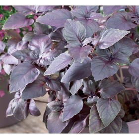 SEMI DI BASILICO VIOLETTO IN BUSTINA SEMI DI BASILICO VIOLETTO IN BUSTINA