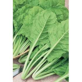 SEMINȚE DE BIETOLA BLONDĂ DE LA TRIESTE ÎN PLIC SEMINȚE DE BIETOLA BLONDĂ DE LA TRIESTE ÎN PLIC