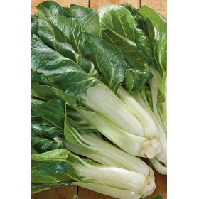 SEMINȚE VERZI CHARD CU COASTA ALBĂ DE BARI ÎN PLIC SEMINȚE VERZI CHARD CU COASTA ALBĂ DE BARI ÎN PLIC