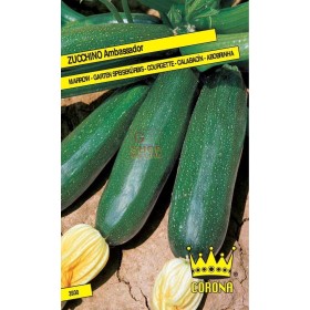 SEMI DI ZUCCHINO AMBASSADOR SEMI DI ZUCCHINO AMBASSADOR