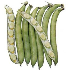 SEMI DI FAVA DA ORTO PER SEME IMPERIAL GREEN LONGPOD GR. 400 SEMI DI FAVA DA ORTO PER SEME IMPERIAL GREEN LONGPOD GR. 400