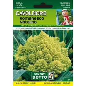 SEMINȚE DE CAVOLFIORE ROMANESCO NATALINO